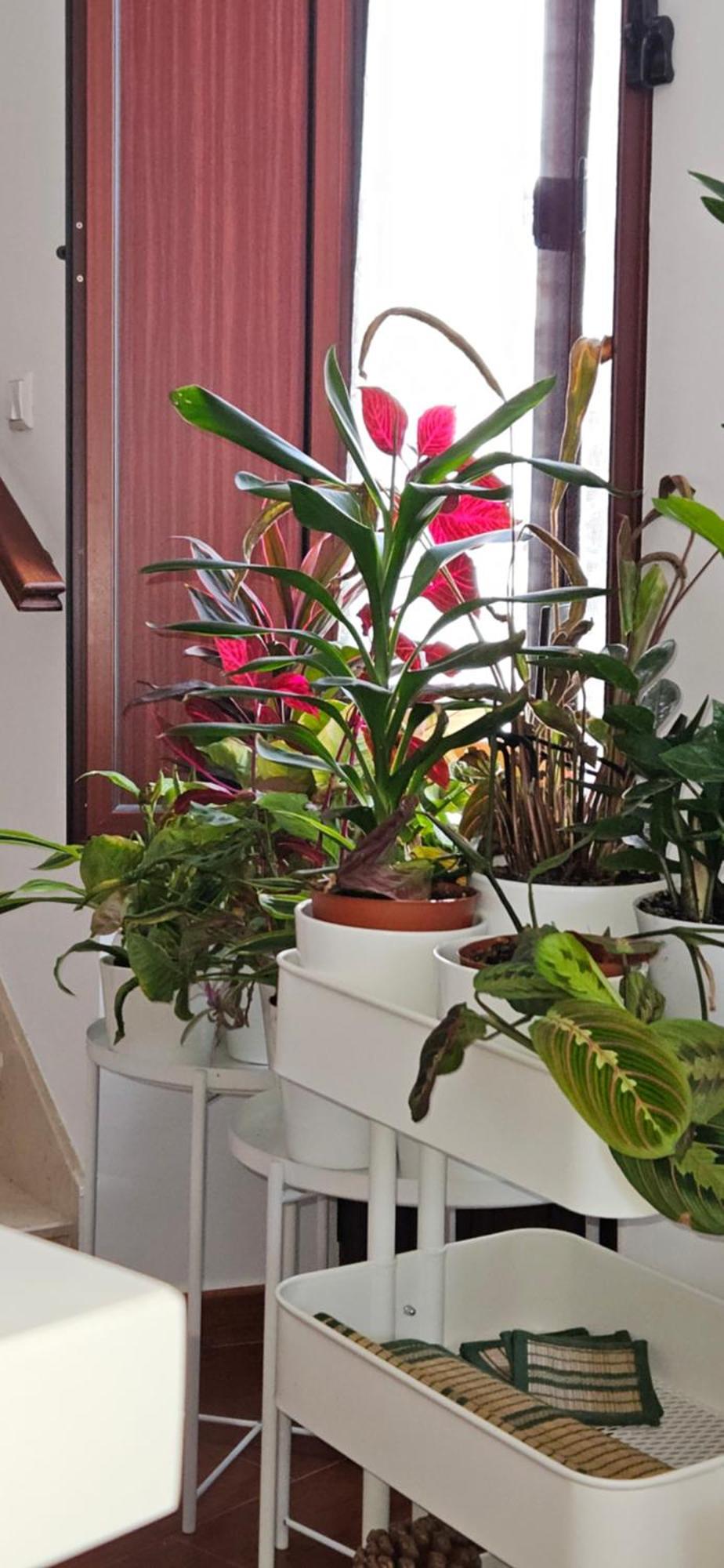 Apartamentos Los Descalzos Angel With Private Terrace Free Parking Ronda Eksteriør billede